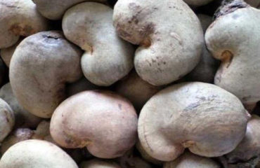 cashew nuts suppliers in Nigeria