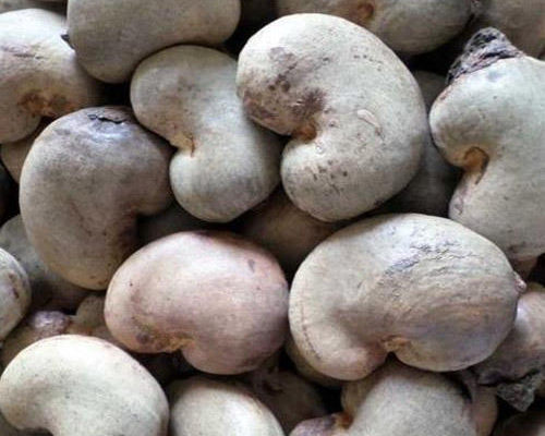 cashew nuts suppliers in Nigeria